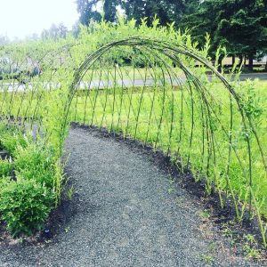 Living Willow Tunnel